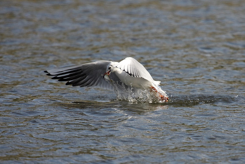 tecnica di pesca del Gabbiano